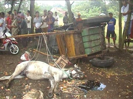 Pasutri Penarik Delman Tewas Ditabrak Bus, Kudanya (Bukan Punya Wowo) juga Mati