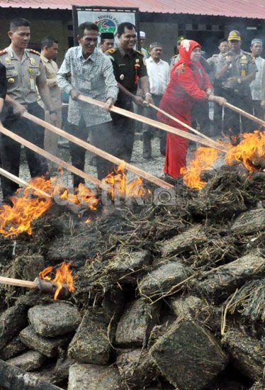 &#91;ANYEENG MANTABB BRAY&#93; Polres Pidie Bakar 1,1 Ton Ganja Kering