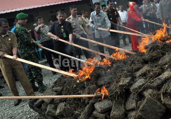 &#91;ANYEENG MANTABB BRAY&#93; Polres Pidie Bakar 1,1 Ton Ganja Kering