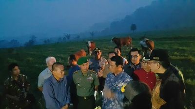 RI Ternyata Punya Peternakan Sapi Skala Besar Seperti di Australia