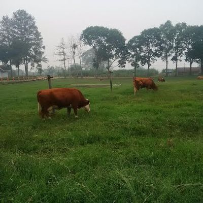 Ini Penampakan Peternakan Sapi Yang Bikin Jokowi Geleng-geleng
