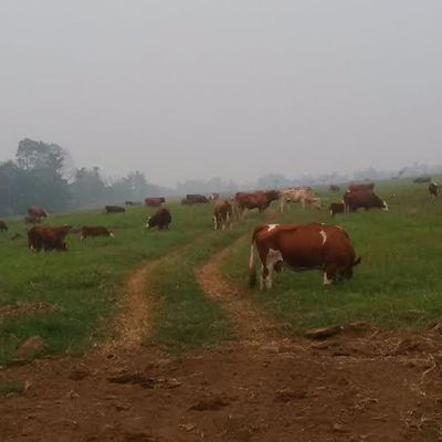 Pemerintah Pernah Bangkitkan Peternakan Sapi Terbesar di Indonesia