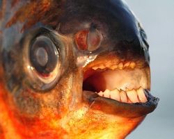 aneh tapi ada ikan bergigi cak lontong ( PIC INSIDE )