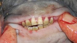 aneh tapi ada ikan bergigi cak lontong ( PIC INSIDE )