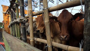 Jokowi Ingin Buka Impor Sapi dari India, Ini Tanggapan Pedagang
