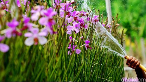 Yuk Berkebun! Ini Manfaatnya untuk Kesehatan Fisik dan Mental