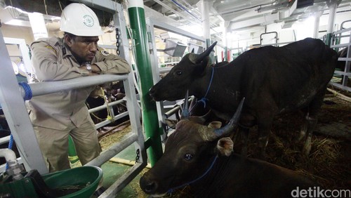 Ada Kapal Ternak, Mentan: Saya Ingin Harga Daging Sapi Rp 85.000/Kg