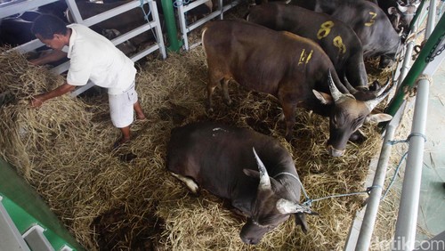 Pembelaan Feedloter: Kalau Tidak Ada Kita, Sapi Lokal Akan Habis