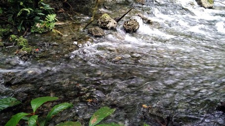 Kalibiru, Sungai Sejernih Kristal di Raja Ampat