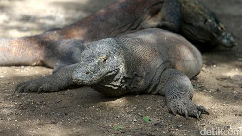 Darah Komodo Diteliti untuk Jadi Obat Antibiotik Baru