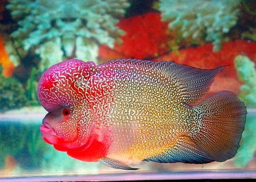 Mau Tahu Rasa Ikan Louhan? Ini Kata Pria yang Goreng Ikan Louhan Seharga Rp 9 Juta