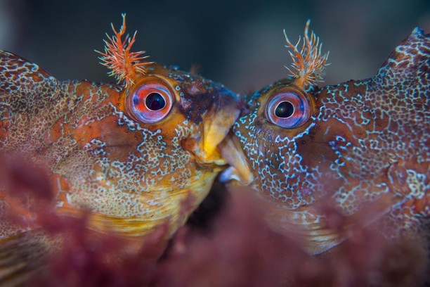 Burung Bercinta dan Jawara Kontes Foto Underwater 2018, Karya Mengagumkan Mata