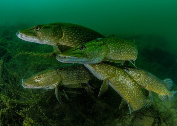 Burung Bercinta dan Jawara Kontes Foto Underwater 2018, Karya Mengagumkan Mata