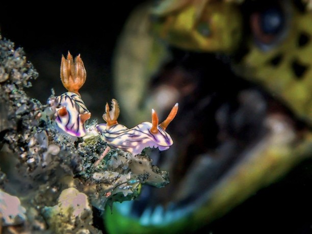 Burung Bercinta dan Jawara Kontes Foto Underwater 2018, Karya Mengagumkan Mata