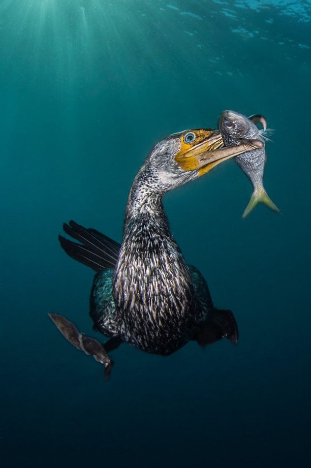 Burung Bercinta dan Jawara Kontes Foto Underwater 2018, Karya Mengagumkan Mata