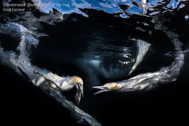 Burung Bercinta dan Jawara Kontes Foto Underwater 2018, Karya Mengagumkan Mata