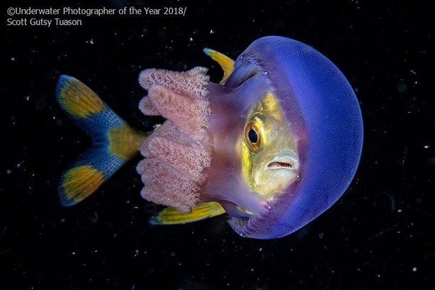 Burung Bercinta dan Jawara Kontes Foto Underwater 2018, Karya Mengagumkan Mata