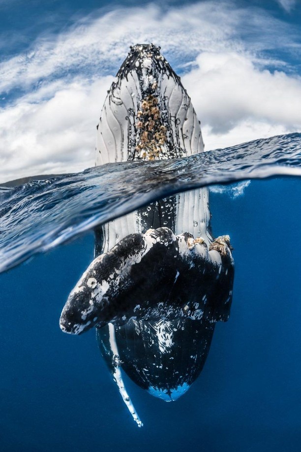 Burung Bercinta dan Jawara Kontes Foto Underwater 2018, Karya Mengagumkan Mata