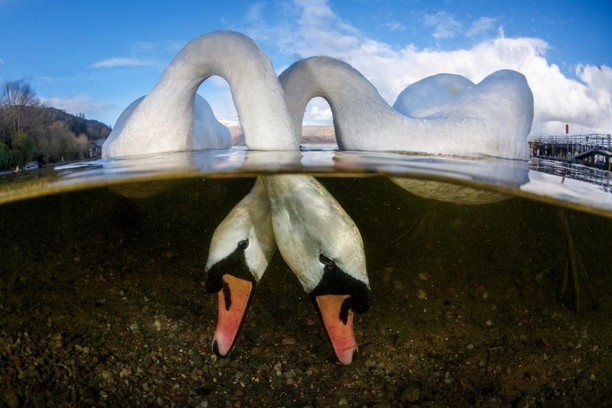 Burung Bercinta dan Jawara Kontes Foto Underwater 2018, Karya Mengagumkan Mata