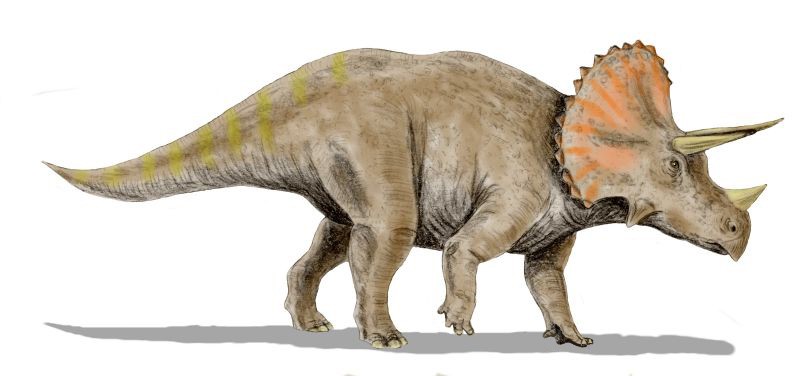 Crittendenceratops Krzyzanowskii: Spesies Baru Dinosaurus Berntanduk