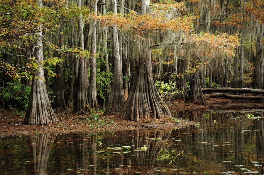 &#91;Caddo Lake&#93; Danau Horror Yang Menyeramkan Di Amerika