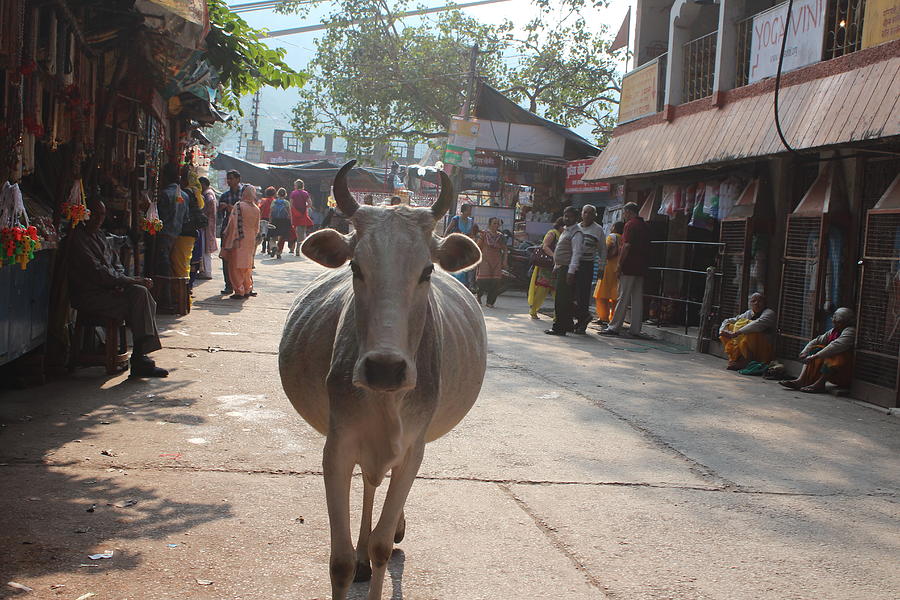 Kalau Agan Liburan Ke India, Jangan Sesekali Menyakiti Sapi Ya Gan :)