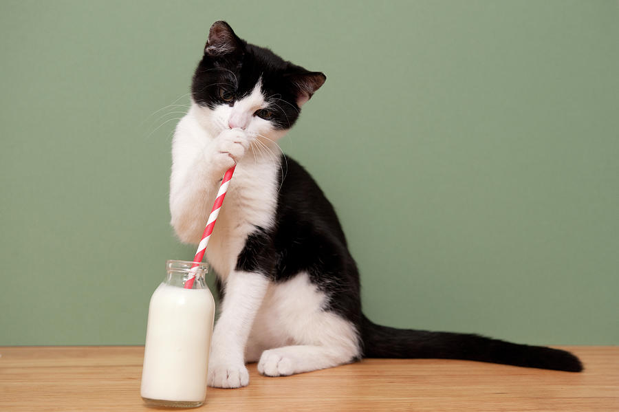 Kucing Nggak Boleh Minum Susu? Bener Nggak Sih?