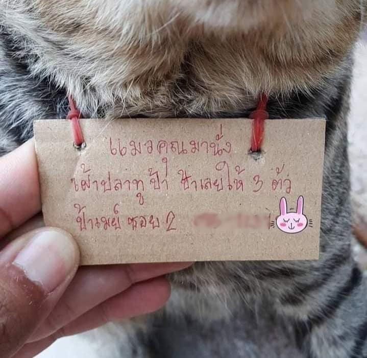 Setelah 3 Hari Ga Pulang, Kucing Ini Malah Bawa Tagihan Hutang!