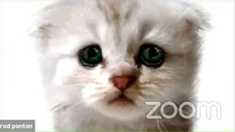 Kurang paham Zoom, pengacara ini pakai filter kucing saat persidangan online