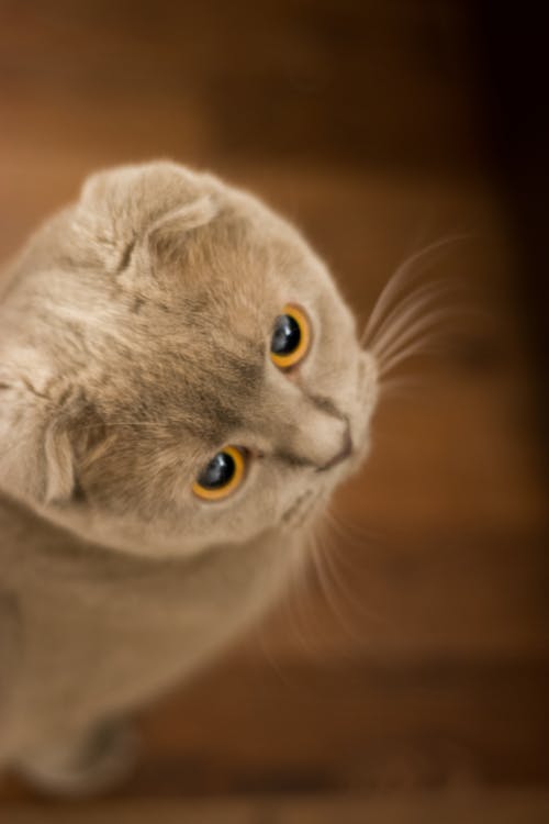 sista akan dapat banyak manfaat ini jika pelihara kucing