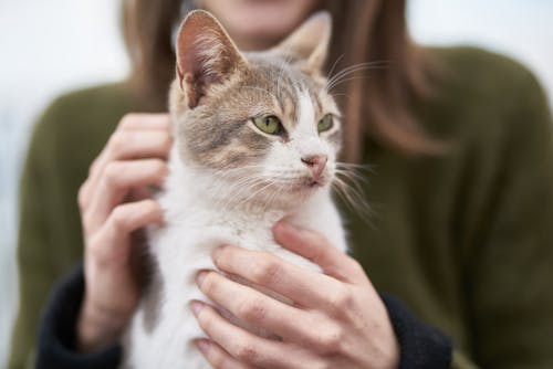 sista akan dapat banyak manfaat ini jika pelihara kucing