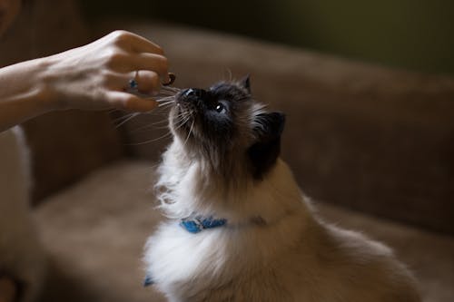 sista akan dapat banyak manfaat ini jika pelihara kucing