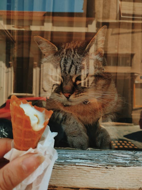 sista akan dapat banyak manfaat ini jika pelihara kucing