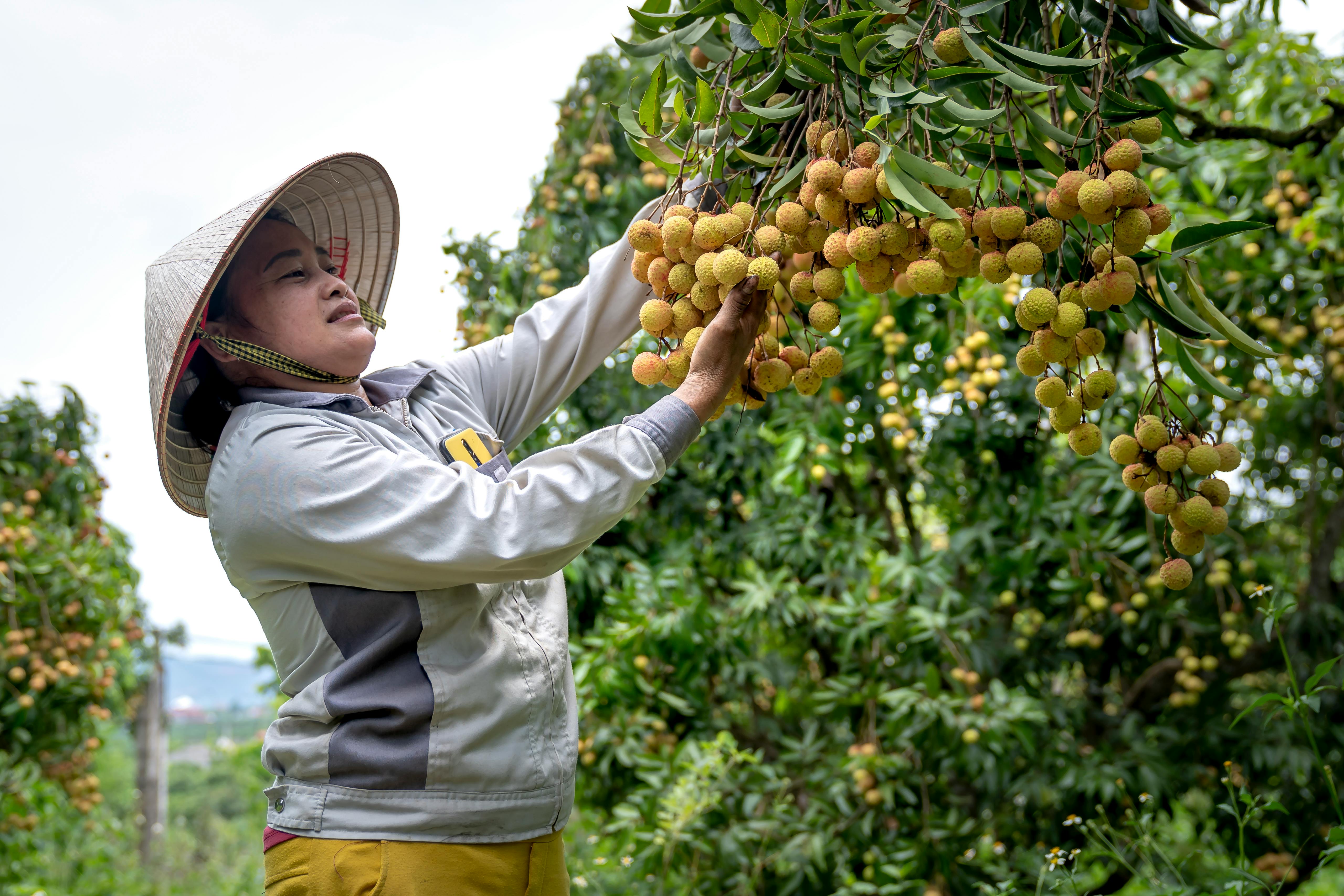 Manfaat Lengkeng: Buah Tropis Penuh Kebaikan! 🌳🍇
