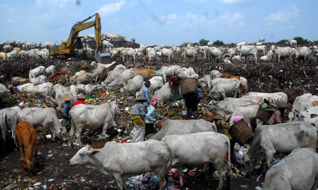 (jelang kurban) banyak sapi konsumsi sampah