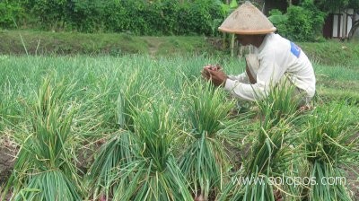 Indonesia Impor Bawang Putih dari Singapura, Lho Kok Bisa?