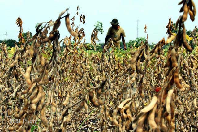 petani-minta-pemerintah-kurangi-impor-kedelai