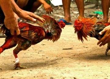 Terlibat Judi Sabung Ayam, Petinggi PDIP Dibui