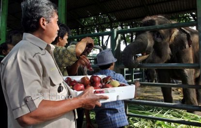 Kalian Kalo Dikasih Pilihan Mau Jadi Duta Apa?