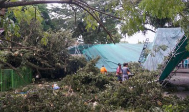 Pohon Ratusan Tahun Roboh &#91;Pertanda&#93;