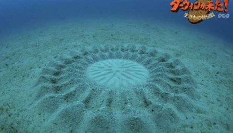 Crop Circle Ditemukan 25 Meter di Bawah Laut