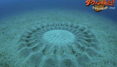 crop-circle-ditemukan-25-meter-di-bawah-laut