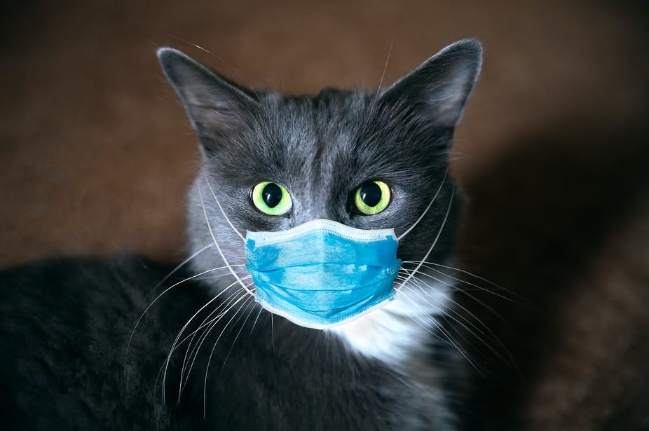 Ajib! Momen Kucing Loncat Dari Lantai 5 Trus Pas Mendarat, Jalan Santuy