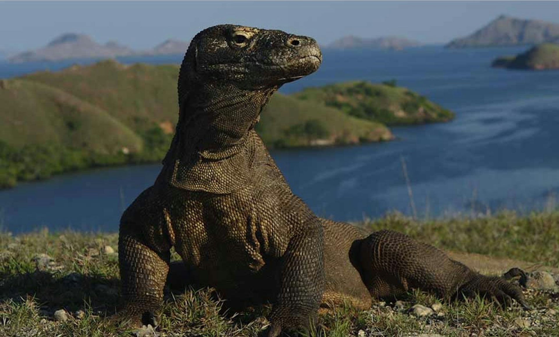 peneliti-indonesia-pertanyakan-keputusan-global-tetapkan-komodo-hewan-terancam-punah