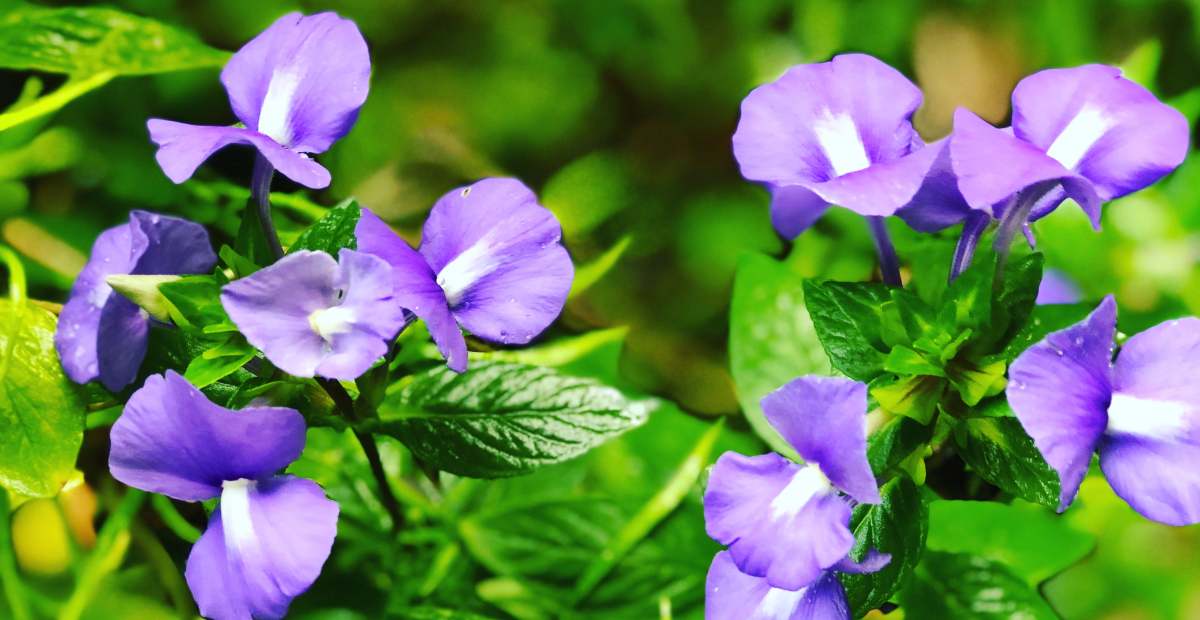 Edible Flowers: Bunga Eksotik yang Dapat Dikonsumsi