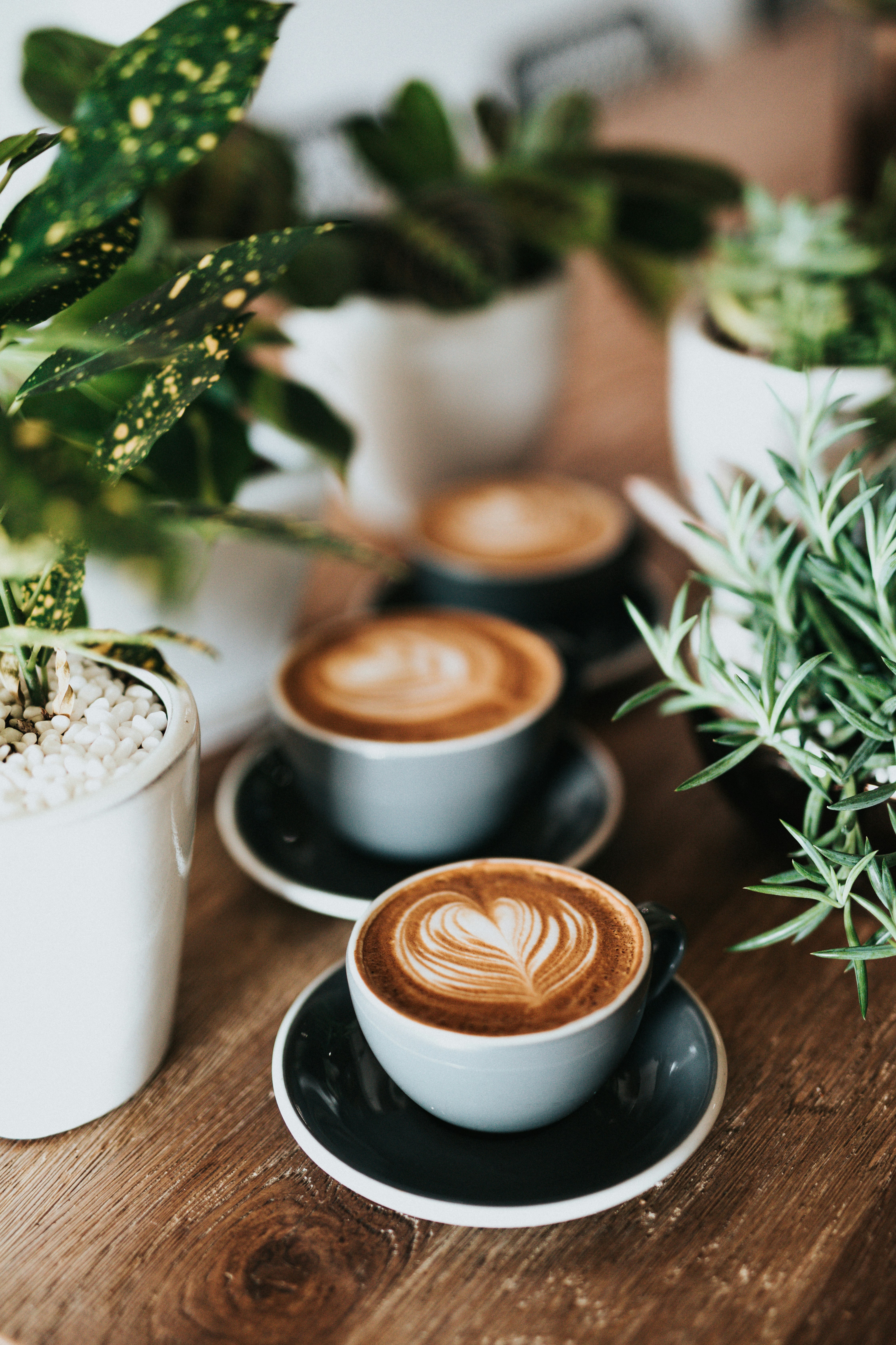 3 Jenis Kopi Populer di Indonesia, Pasti Pernah Minum!