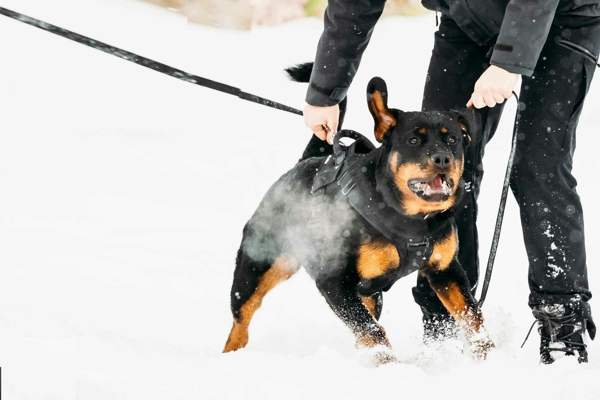 Cara Melatih Anjing Untuk Keperluan Perlindungan Pribadi Gansis