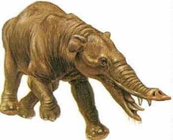 evolusi-gajah-gancekibrooot