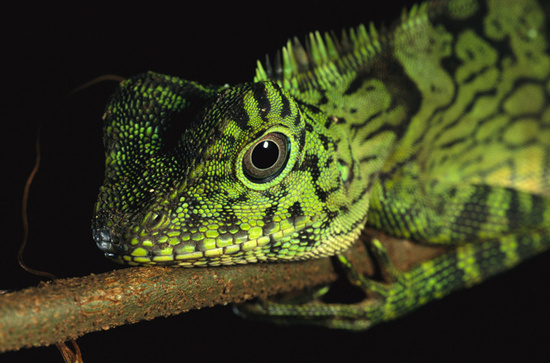 Reptil? Amfibi? Sama apa Beda yaaa?