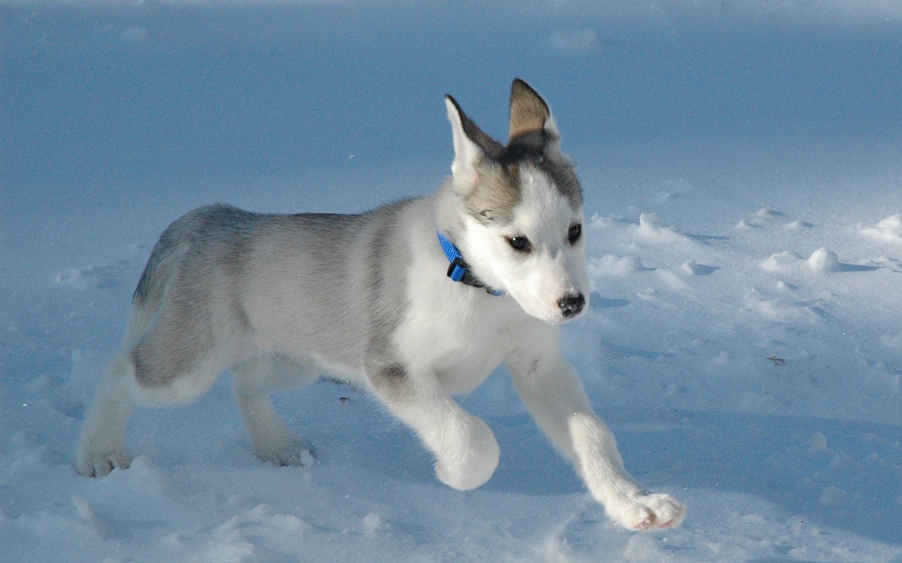 Siberian Husky, si penarik kereta salju